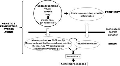 Can an Infection Hypothesis Explain the Beta Amyloid Hypothesis of Alzheimer’s Disease?